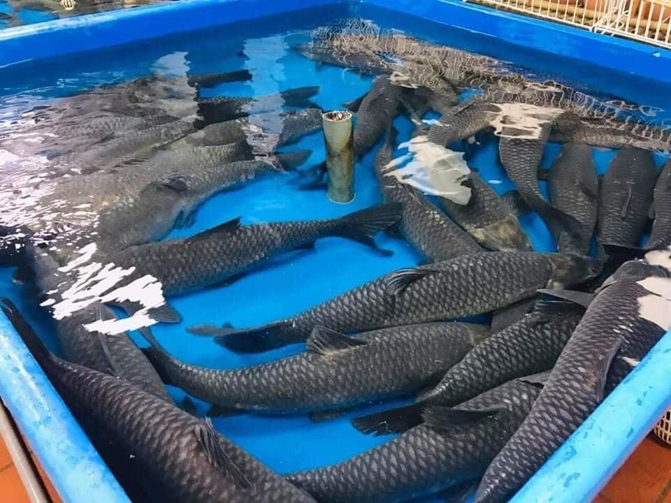 Cá trăm đen nguyên liệu chính để làm món cá kho